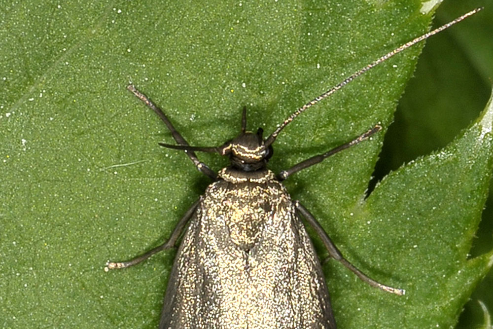 Gelechiidae? No, Scythrididae, Scythris sp.